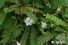 君子有所不为采集到植物志之牻牛儿苗目酢浆草科