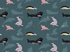 海豚壁纸6