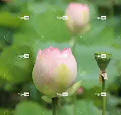 莲花 芽 花壁纸 花 粉红色的花 花瓣 粉红色的花瓣 盛开