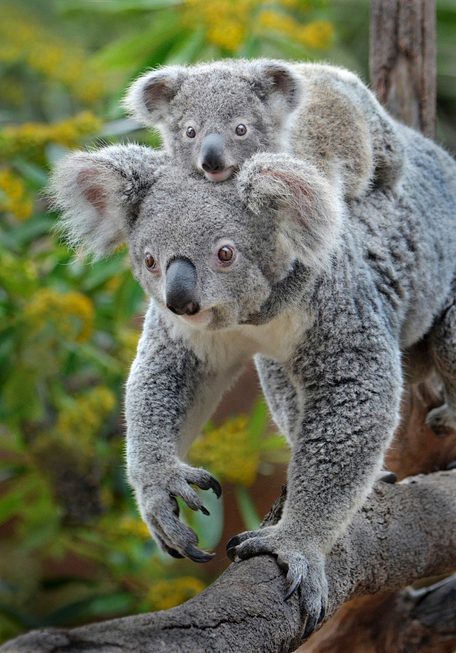 Koala joey cuteness ...