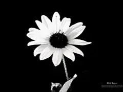 《光与暗》光线摄影艺术