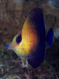 Juvenile Brushtail Tang by Doug.Deep