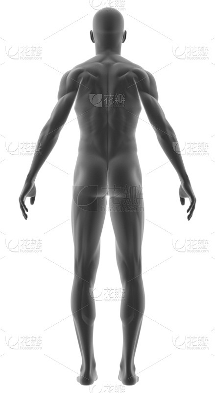 男人,手臂,白色背景,生理学,背景分离,...