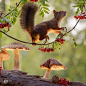 squirrel photos