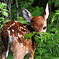 Spotted fawn