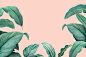 Hand drawn tropical leaves on a pastel pink background