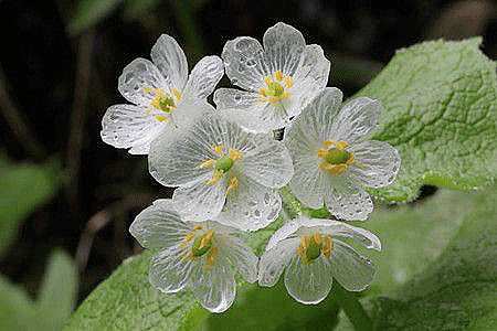 在日本本州岛北部有一种山荷叶花，每当淋雨...