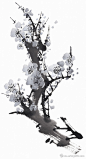 水墨梅花 - iMS素材共享平台|Arting365 - 分享，发现好素材