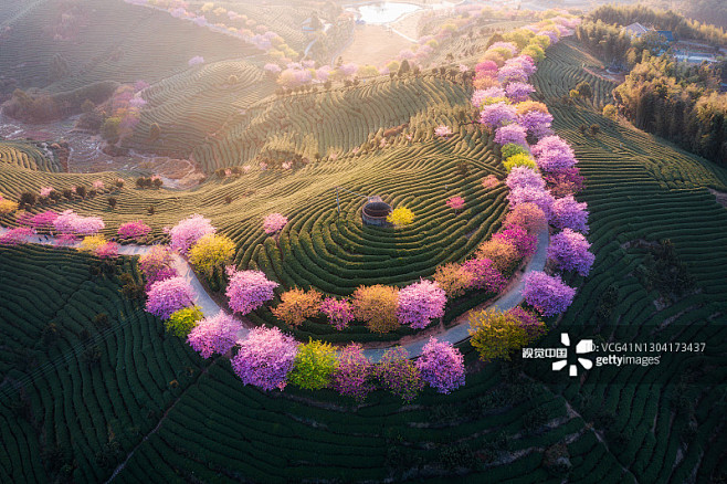 鸟瞰中国传统茶园，日出时茶山上盛开的樱花...