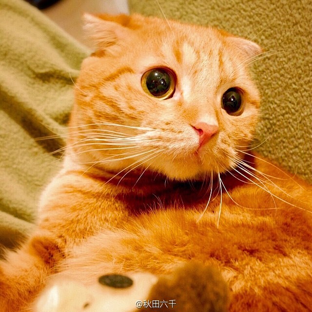 ins上的一只超萌大眼折耳猫Muta，两...