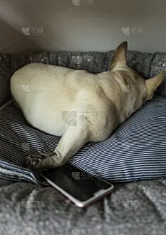 太累了，一个法国佬在电脑前睡着了