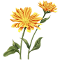 金盏花