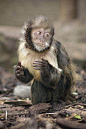 灵长目·卷尾猴科·卷尾猴属：黄胸僧帽猴
