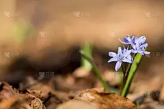 高山鹅毛笔或双叶鹅毛笔，早春紫色的花，从有两个长矛状叶子的地下球茎中生长出来，拉丁鹅毛笔