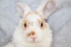 垂耳小白兔，红色和白色，2个月大，兔子在灰色背景-动物和宠物概念