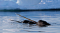 巴芬岛附近的一群独角鲸，加拿大努纳武特 (© Eric Baccega/Minden Pictures)
微软 Bing 搜索 - 国内版