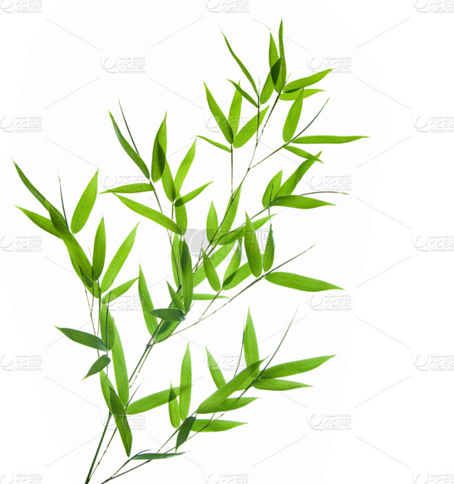 叶子,竹,竹子叶,自然,垂直画幅,留白,绿色,无人,嫩枝,湿