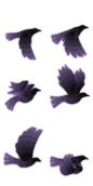 seq_544_scl 副本