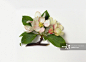 Malus 'Red Jade' (Crab apple tree) stem with leaves and flowers_创意图片