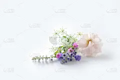 分离着色,自然美,白色背景,英国玫瑰,美,贺卡,水平画幅,可爱的,情人节,背景分离