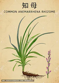 中草药 中药知母 知母 连母 手绘知母 传统医药 草药 药材 中草药中药 中医 中医文化 手绘值物花草 本草纲目 百草集 草本植物