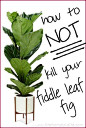 I love these plants ... Great info for a serial fiddle leaf fig killer ... Fiddle Leaf Fig Care: 