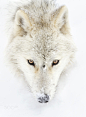 Arctic wolf closeup