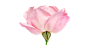 flower-(13)
