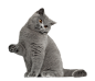 高清宠物猫动物免抠PNG图片- (7)