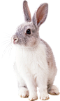 兔子 小白兔