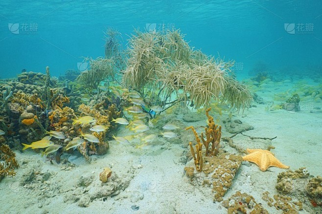 加勒比海浅海海床下的生物