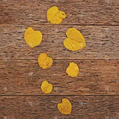 秋叶在木制的背景上-平躺