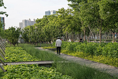 橱里gogo采集到雨水花园