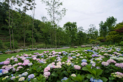 achoco采集到植物——花海