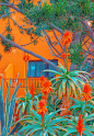 时尚热带的位置。加那利群岛的仙人掌花园。旅游广告横幅壁纸