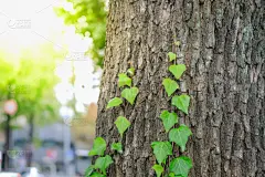 公园,树干,城市,自然,叶子,绿色,特写,壁纸,树,攀岩