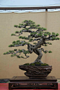 JR精锐景观 A wicked cool bonsai tree. Decades of training the branches were involved in shaping this tree.: 