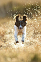   Flying Dog in Spray.