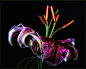 Photograph Stargazer Lily