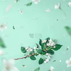 创意布局与盛开的苹果树在一个蓝色的背景。平的。概念-弹簧极简主义