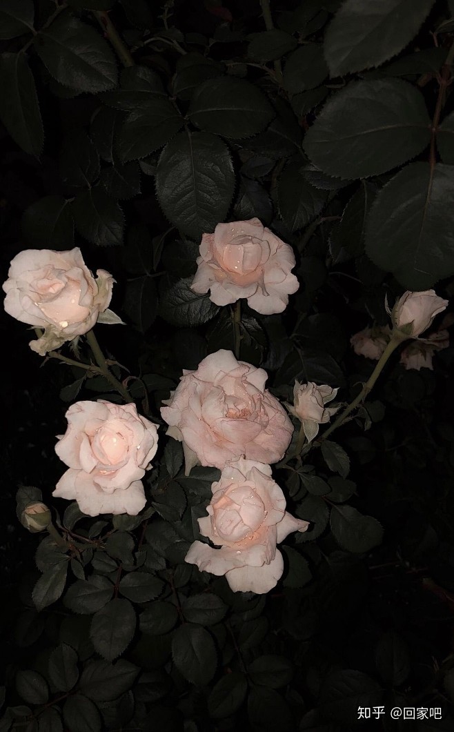 (17 封私信 / 81 条消息) 花壁...