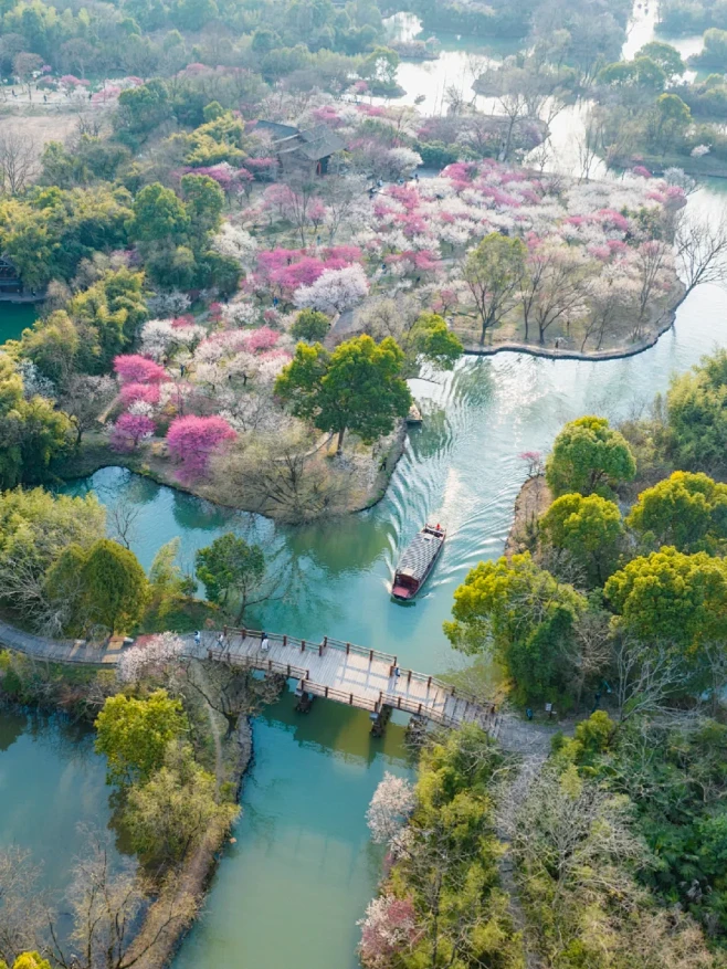 号外号外西溪湿地的梅花已经开了