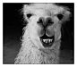 A smiling lhama by Sebastião Salgado