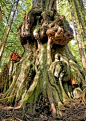 Red cedar growing in the upper Avatar Grove near Port Renfrew on Vancouver Island, BC, Canada