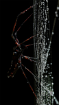 Orb Weaver spider (Nephila clavipes), Eric Keller : This is a model I created a few years ago in ZBrush  but I was never happy with the render. So I spent some time in ZBrush, Substance Painter, and Maya and upgraded the model. This time I rendered in Oct