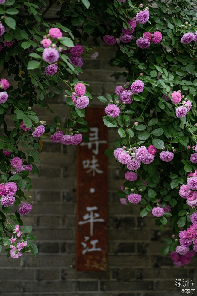 蒽子-苏州的微博_微博