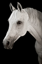 Arabian | by Raphael Macek - Horse Photography: 