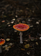 red and white mushroom in forest photo – Free Fungus Image on Unsplash