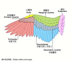 小秃家采集到动物