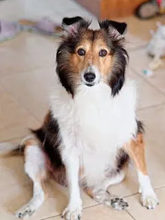 点击来源直接获取大图文件 |Cute Shetland sheepdog sitting on ground and looking at camera with messy home background, full length portrait, naughty dog concept.